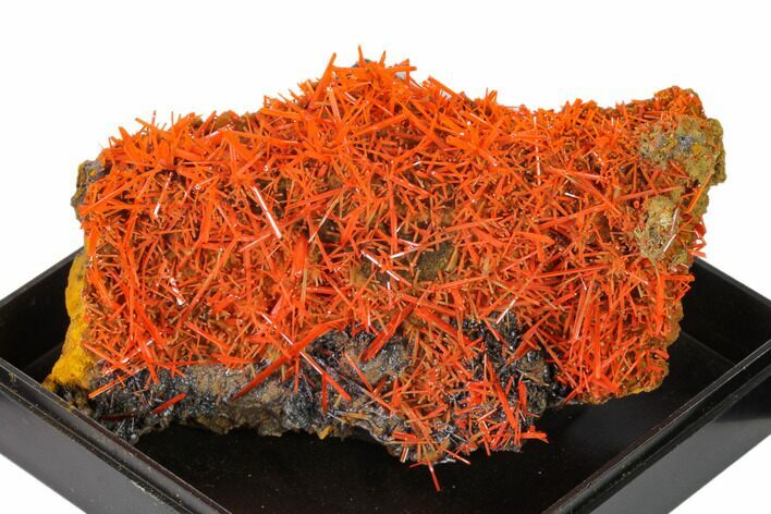 Bright Orange Crocoite Crystal Cluster - Tasmania #148524